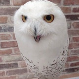 ❄🦉