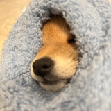上方谷的鱼🐟