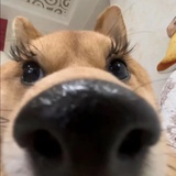 小狗咩咩