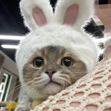 猫村伊吕波