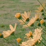 西川锦
