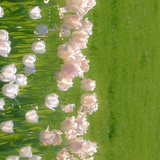 随
