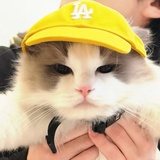 误入藕花深处