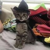 猫咪巫师