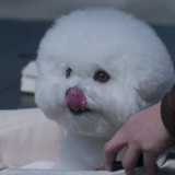 Vivi
