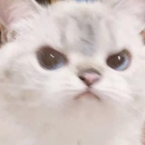 翻车鱼可还行