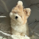 黑胡椒