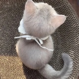 A拉拉肥批发商