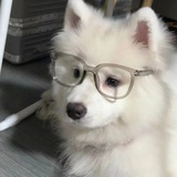 人间何事不鹅笼