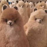 快乐小狗