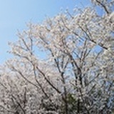 开心小喵喵