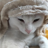 伊泽