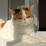 背心战士突突突