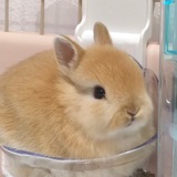 只要冰美式