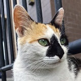 LY咚咚咚🌳🐈