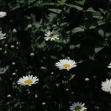 ORO_2