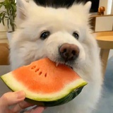 广东蟑螂批发