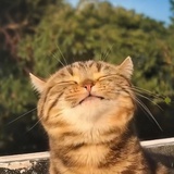 晓豆