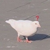 咕咕咕°