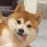 磕磕(白化版)