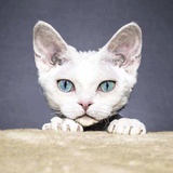 A Blue Cat