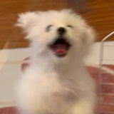 一颗小颗粒.