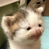 我猫耳朵呢