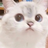 ( •ө• )