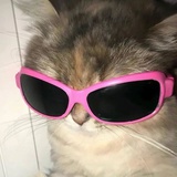 茈此䔮