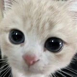 还我猫猫拳