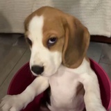 比格犬の哀伤