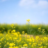 韧草如丝