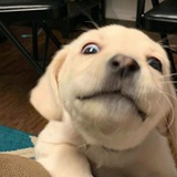Doja·Dog