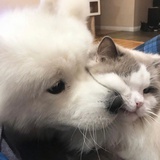 轻愿