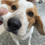 抓住翻龟君