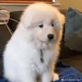 mоmо