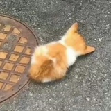 鲷鱼烧
