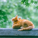 栗子鱼椒椒