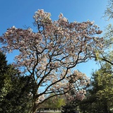 三花淡奶