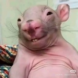 打洞天才鼠鼠酱