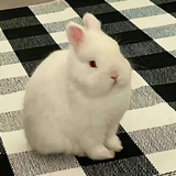 波妹儿
