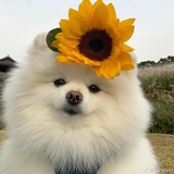 钮祜禄一只小狗