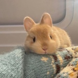 猫不橙_