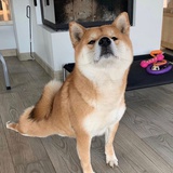 天猫小黑盒