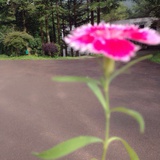 苏芒种Isabella