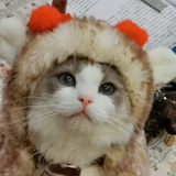 鹤城
