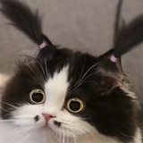唐不苦