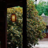 桂花小城