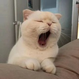 傻磕