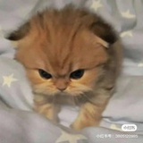 天使草莓心